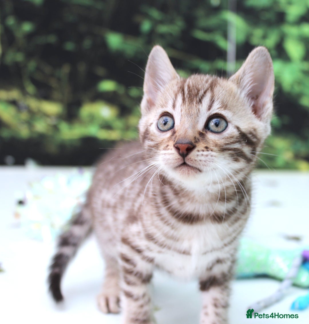 Bengal cats for sale: CUTE BROWN FEMALE BENGAL KITTENS (TICA REG) - Image 4