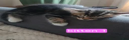 Bengal cats for sale: Bengal- mainecoon mix - Advert 10