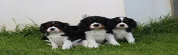 Cavalier King Charles Spaniel dogs for sale: Beautiful Cavalier King Charles Spaniel puppies - Advert 31