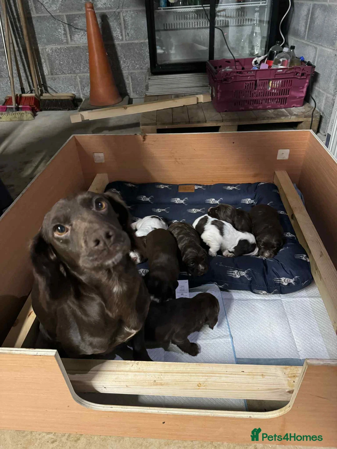 Springador dogs for sale: Sprockerdor puppies for sale - Advert 4