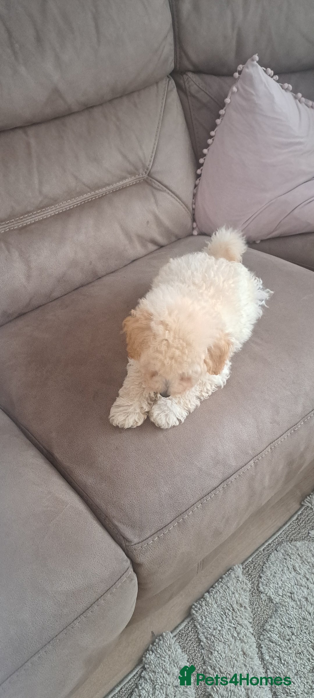 Toy Poodle dogs for sale: Toy male poodle - Advert 6
