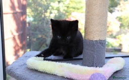 Mixed Breed cats for sale: Adorable Kittens  - Image 11