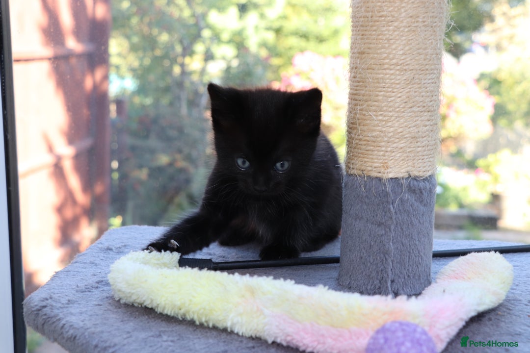 Mixed Breed cats for sale: Adorable Kittens  - Image 11