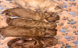 Toy Poodle dogs for sale: 3 stunning toy poodle females  - Image 10
