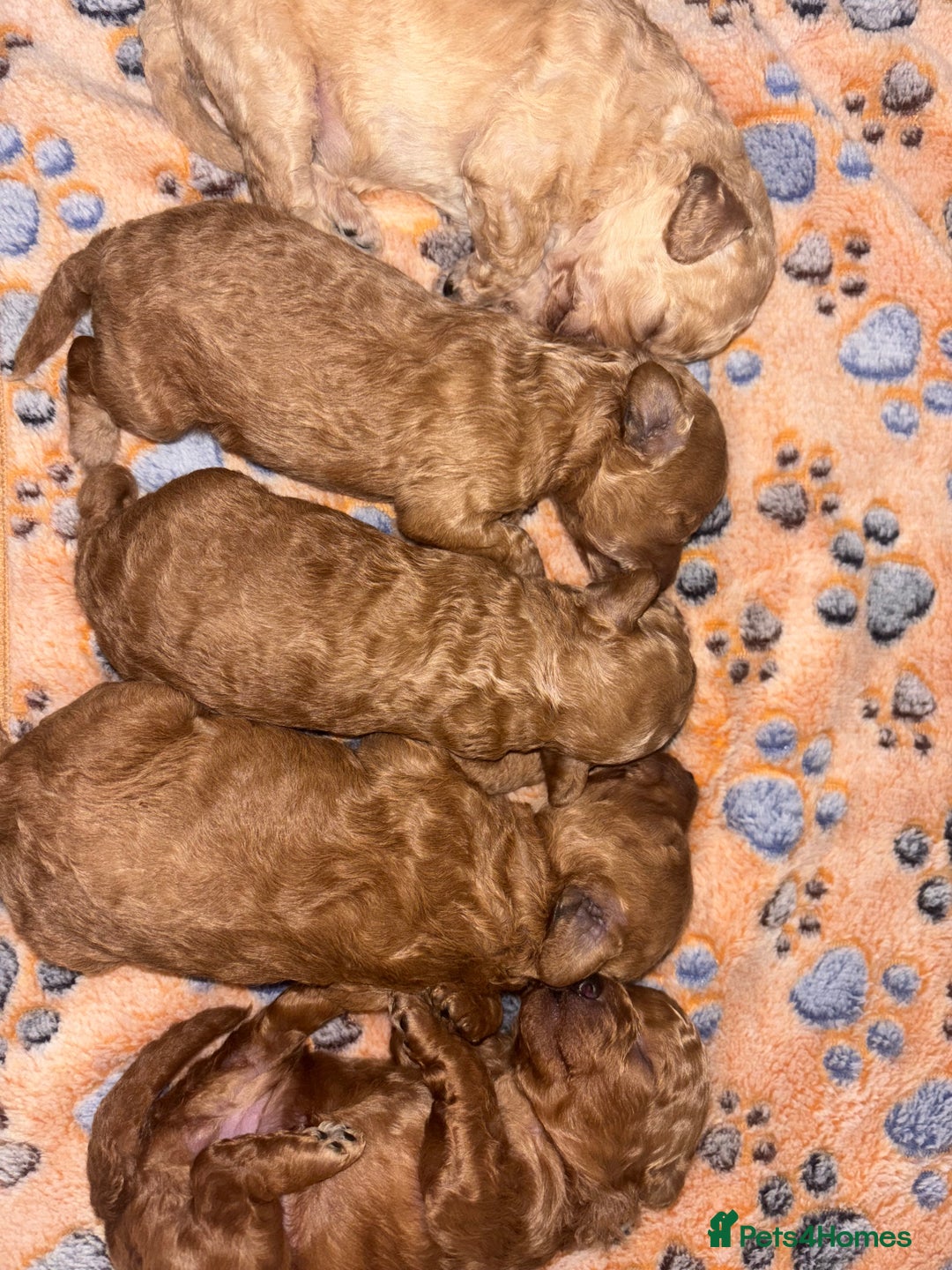 Toy Poodle dogs for sale: 3 stunning toy poodle females  - Image 10