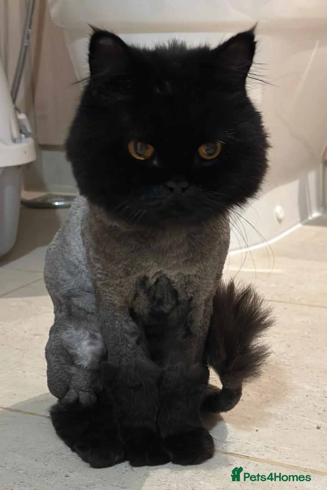 Domestic Shorthair cats for adoption: Coco bean - Advert 9