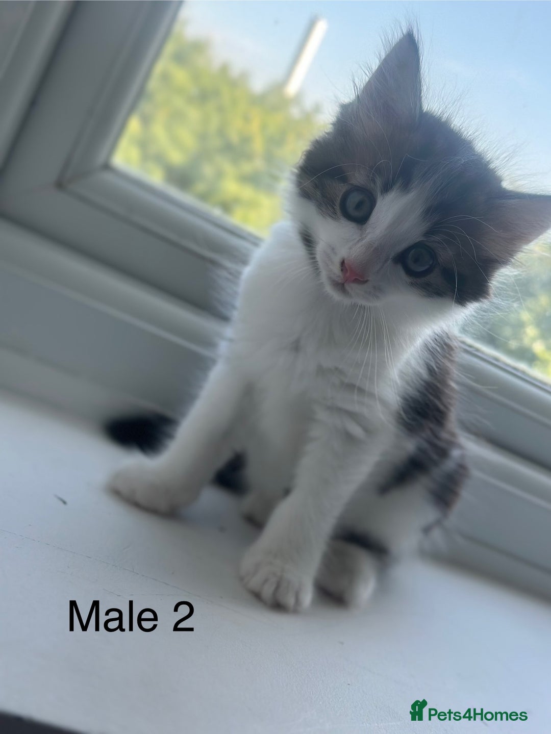 Mixed Breed cats for sale: Selling 3 beautiful kittens which are 7 weeks old  - Image 4