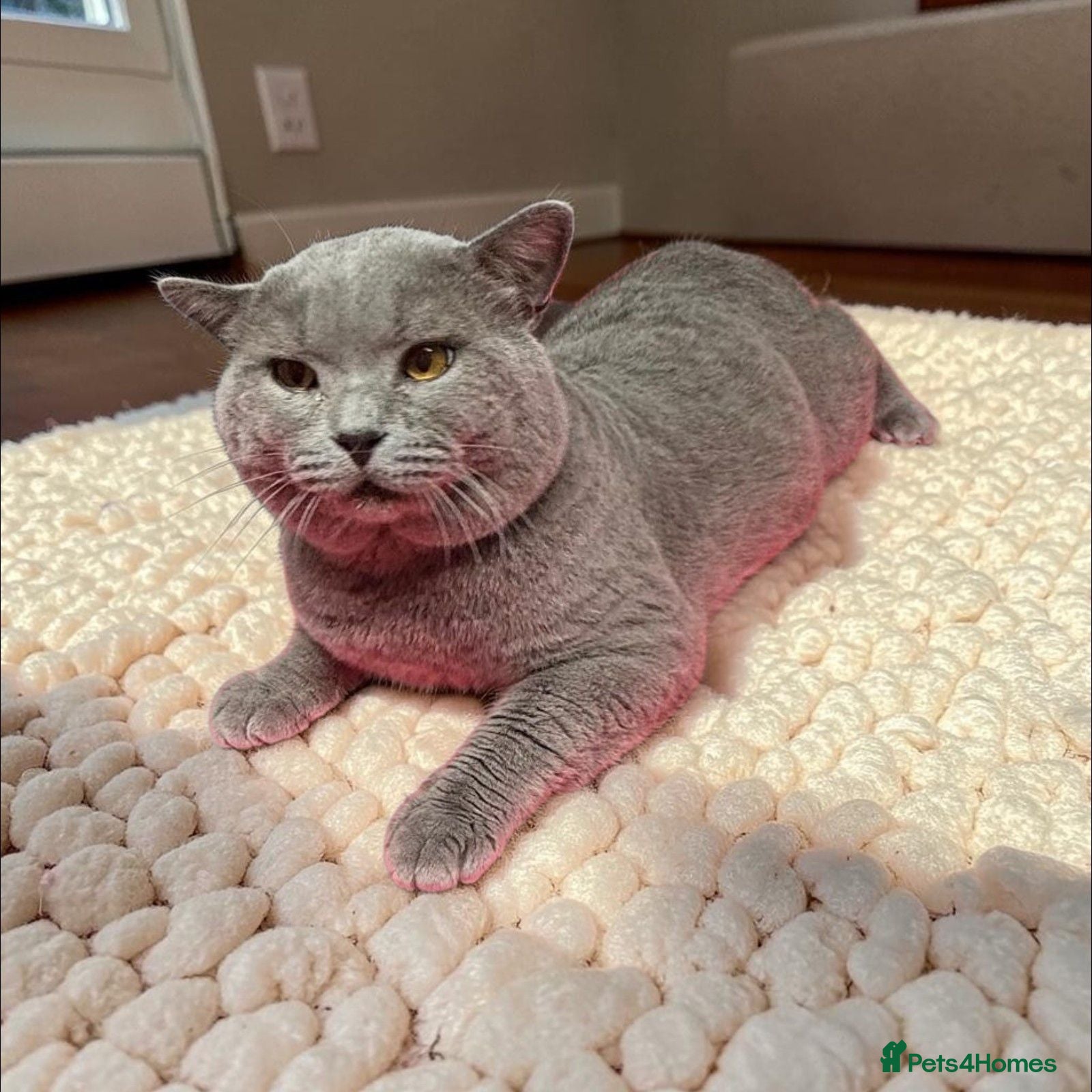British Shorthair cats 🐾 Proven British Shorthair Male – For Sale 🐾 - Advert 3
