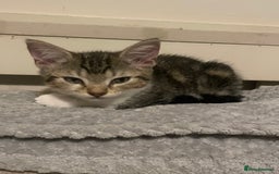 Mixed Breed cats for sale: Bengal X kitten - Image 2
