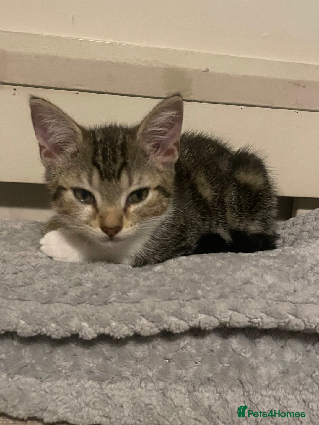 Mixed Breed cats for sale: Bengal X kitten - Image 2