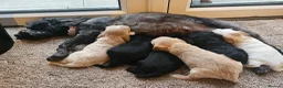 Cockapoo dogs for sale: 7 beautiful little cockerpoo puppies 🐶🐶 - Advert 2