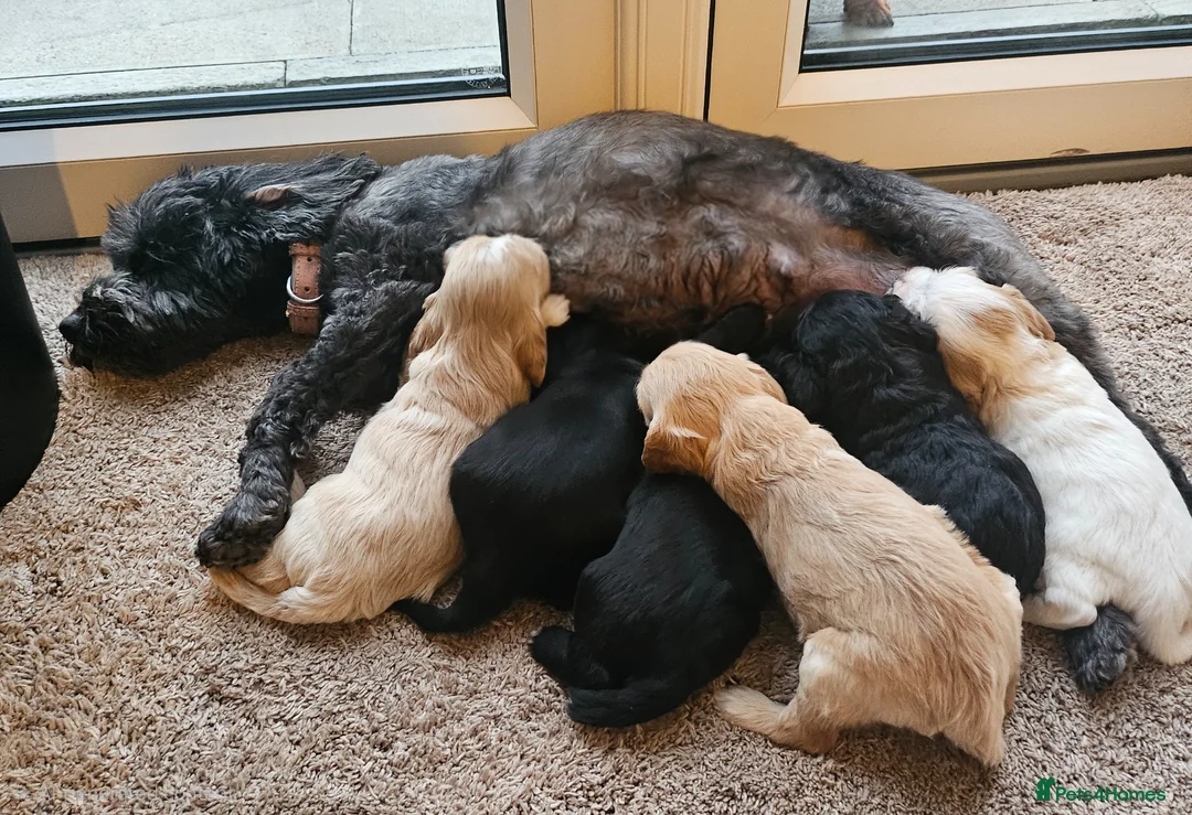 Cockapoo dogs for sale: 7 beautiful little cockerpoo puppies 🐶🐶 - Advert 2