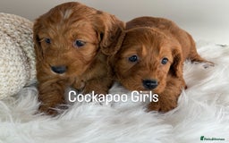 Cockapoo dogs for sale: Deep Dark Red Cockapoo’s  - Image 6