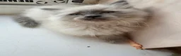 Ragdoll cats for sale: Ragdoll kittens TICA registered  - Advert 8