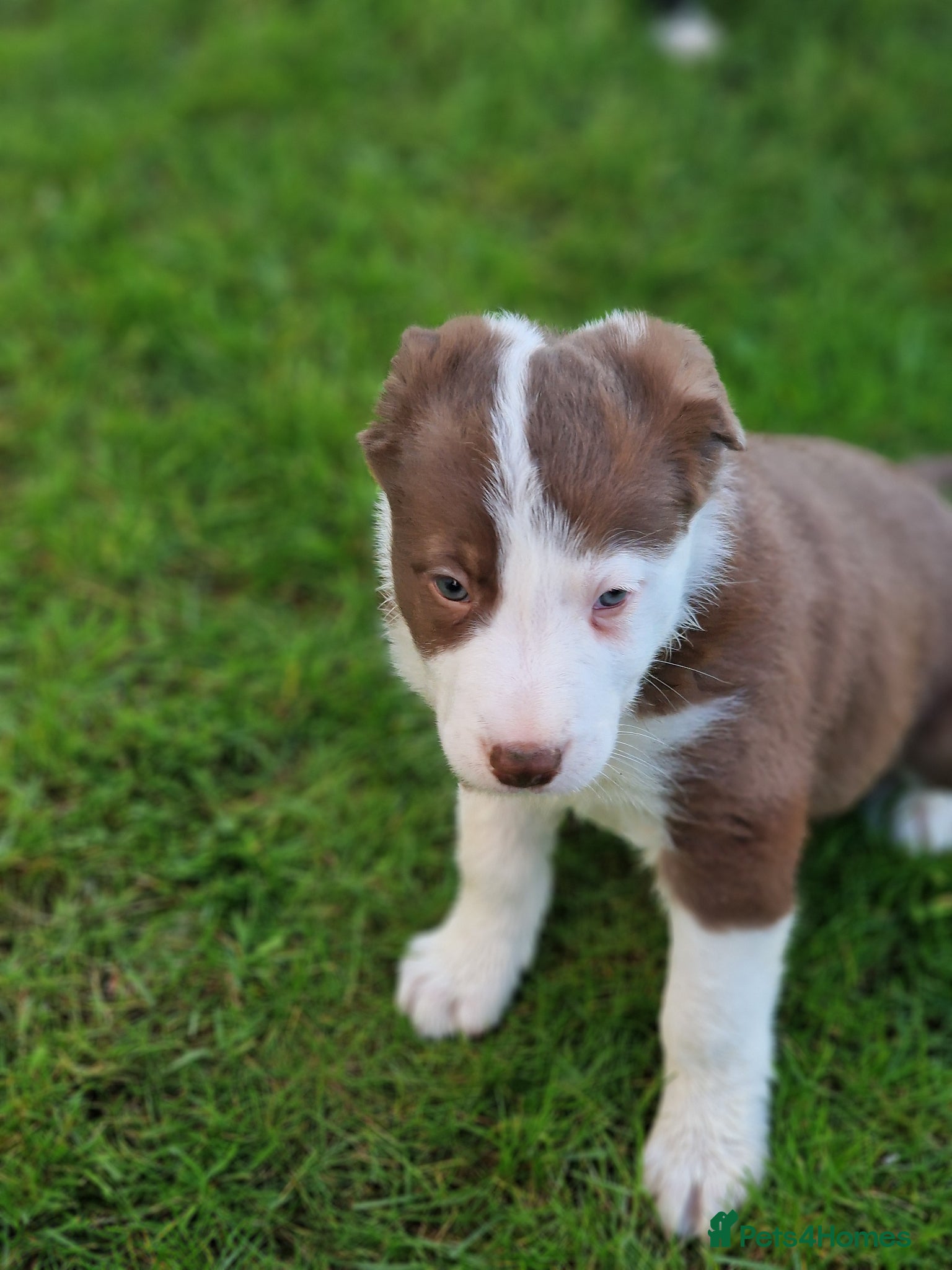 Border Collie dogs Stunning Border Collie Puppies - Advert 5