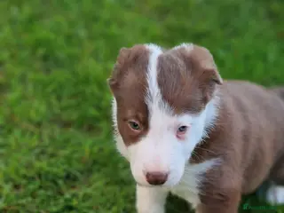 Border Collie dogs Stunning Border Collie Puppies - Advert 5