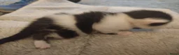 Domestic Shorthair cats for sale: Kittens cute & ready September  - Advert 10