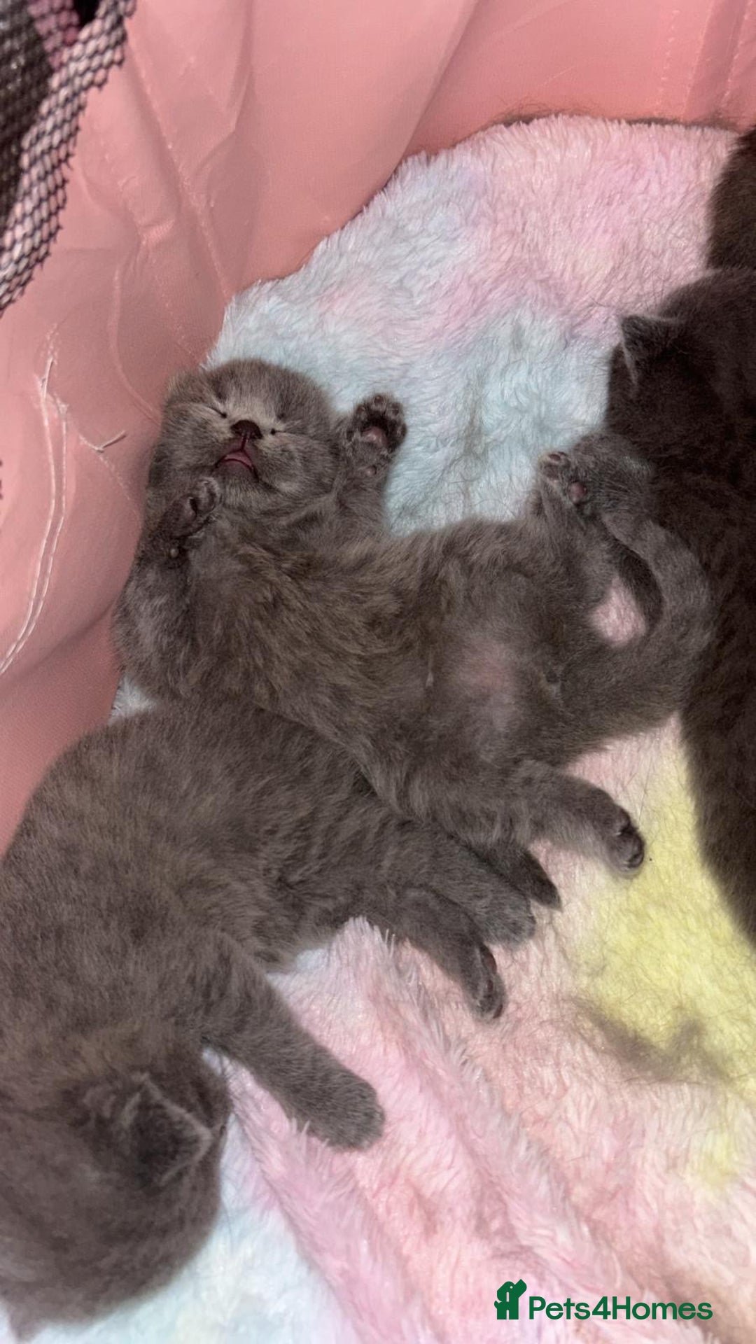 British Shorthair cats for sale: Beautiful litter of pure British shorthaired - Image 5
