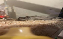 Gerbil rodents for sale: gerbil made for sale - Image 1