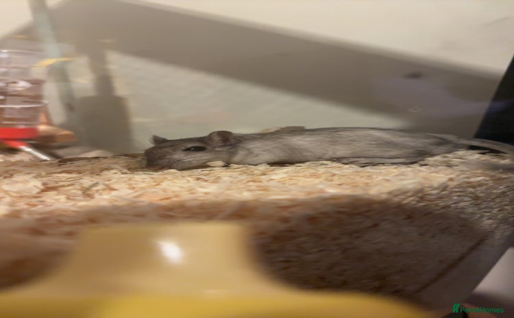 Gerbil rodents - Advert 1