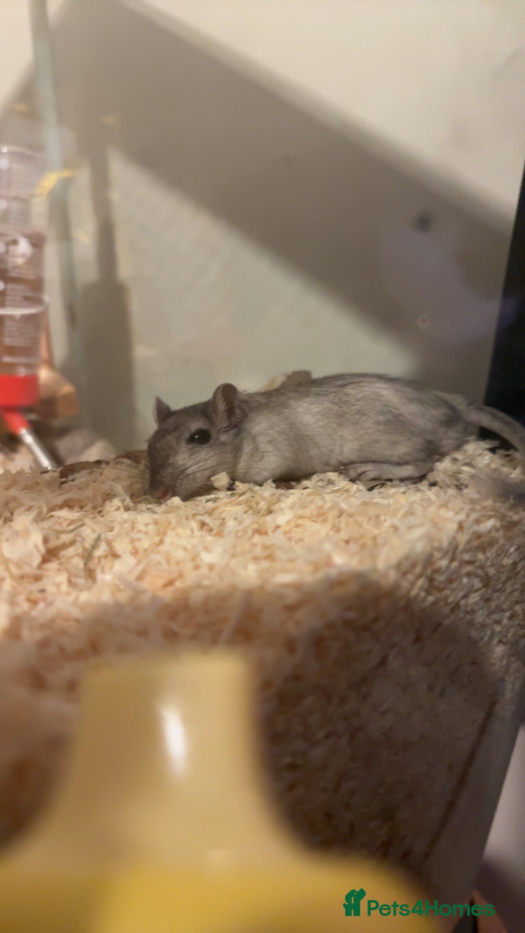 Gerbil rodents for sale: gerbil made for sale - Image 1
