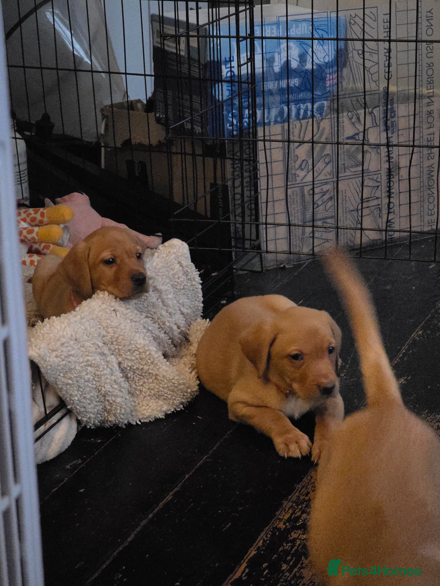 Labrador Retriever dogs for sale: 2 Non KC Labrador puppies in Withernsea - Advert 5