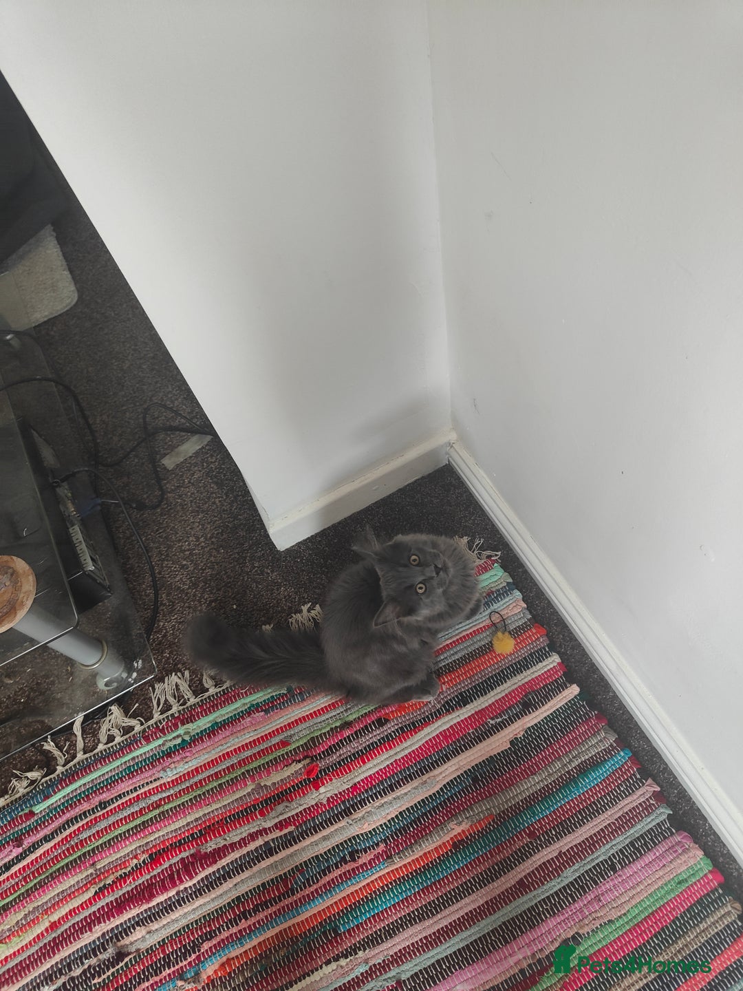 Ragcoon cats for sale: Maine coon X Ragdoll kitten - Image 14
