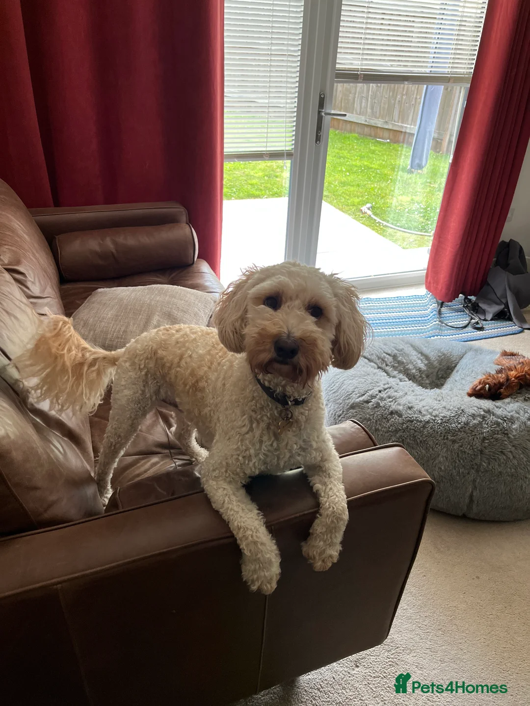 Cockapoo dogs for sale: Charlie – Loyal, Loving 5-Year-Old Dog - Advert 2
