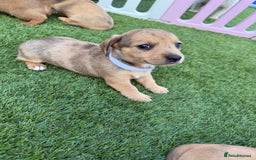 Mixed Breed dogs for sale: 7 beautiful jackshund puppies for sale - Image 14