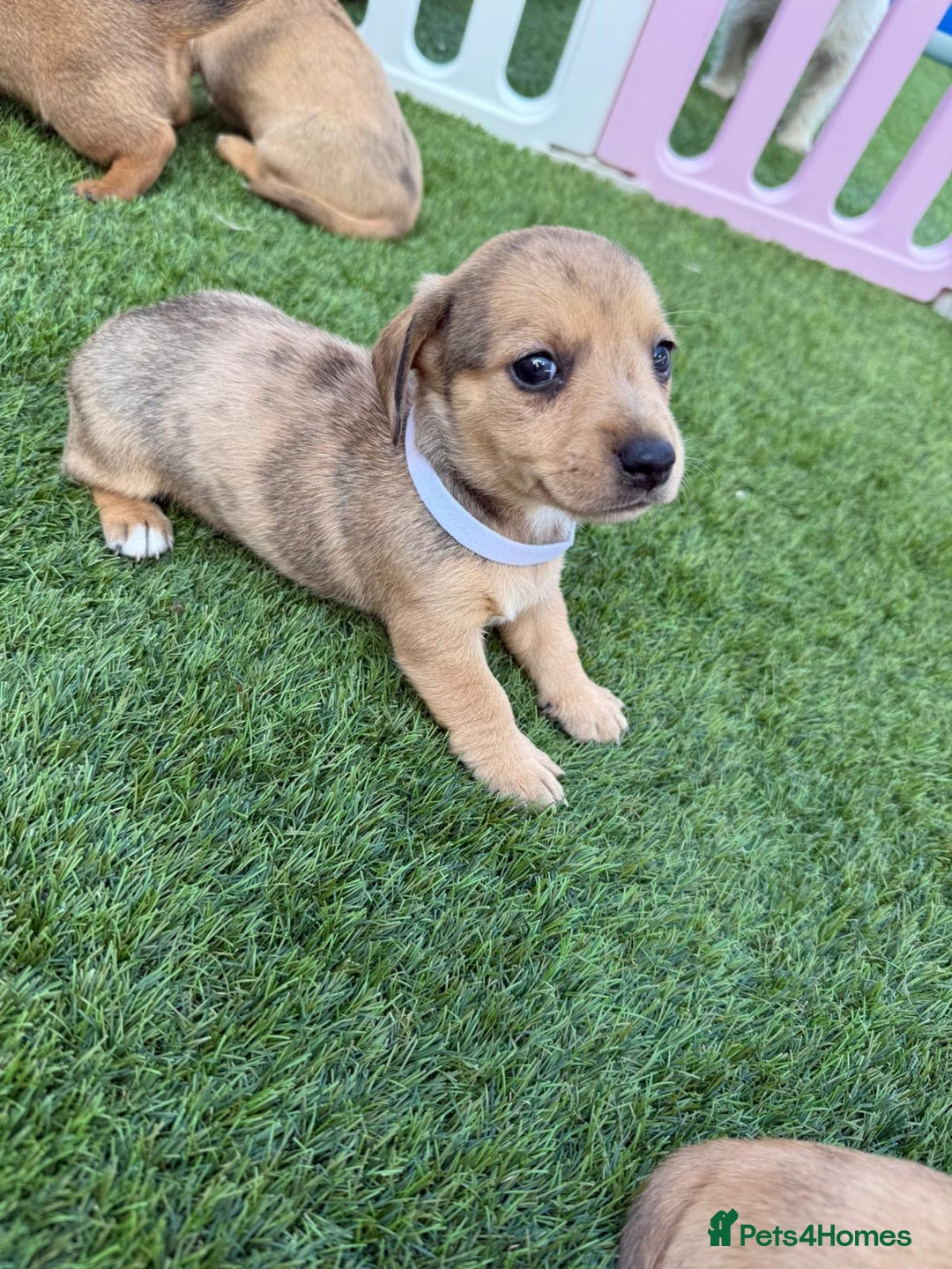 Mixed Breed dogs for sale: 7 beautiful jackshund puppies for sale - Image 14