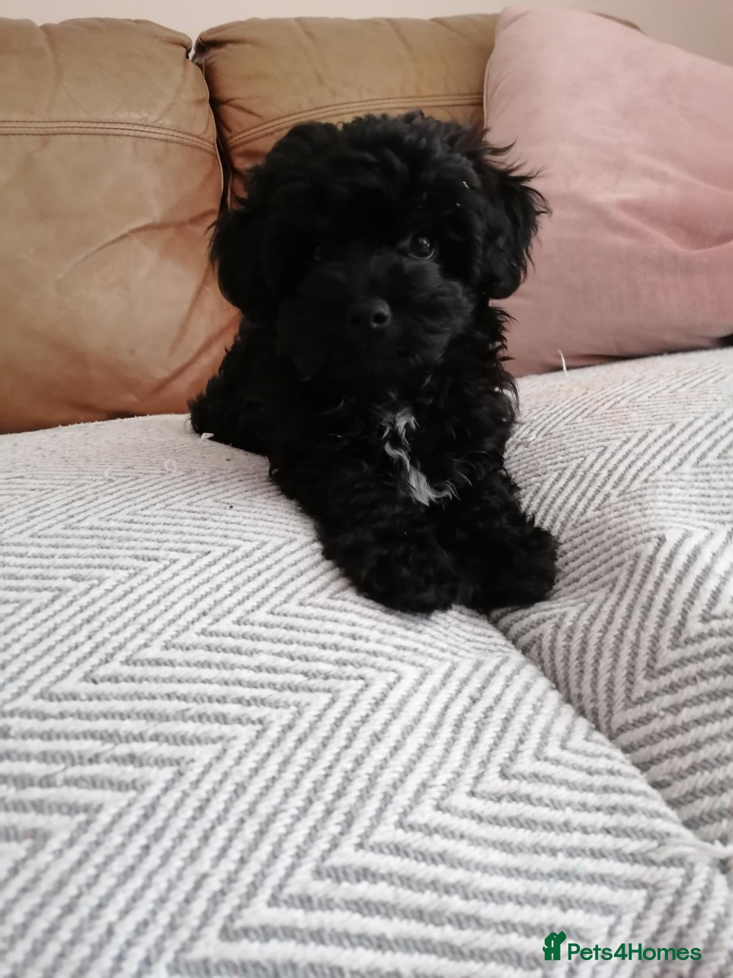 Maltipoo dogs Toy Maltipoo puppy ready now - Advert 10