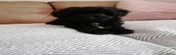 Maltipoo dogs for sale: Toy Maltipoo puppy ready now - Advert 1