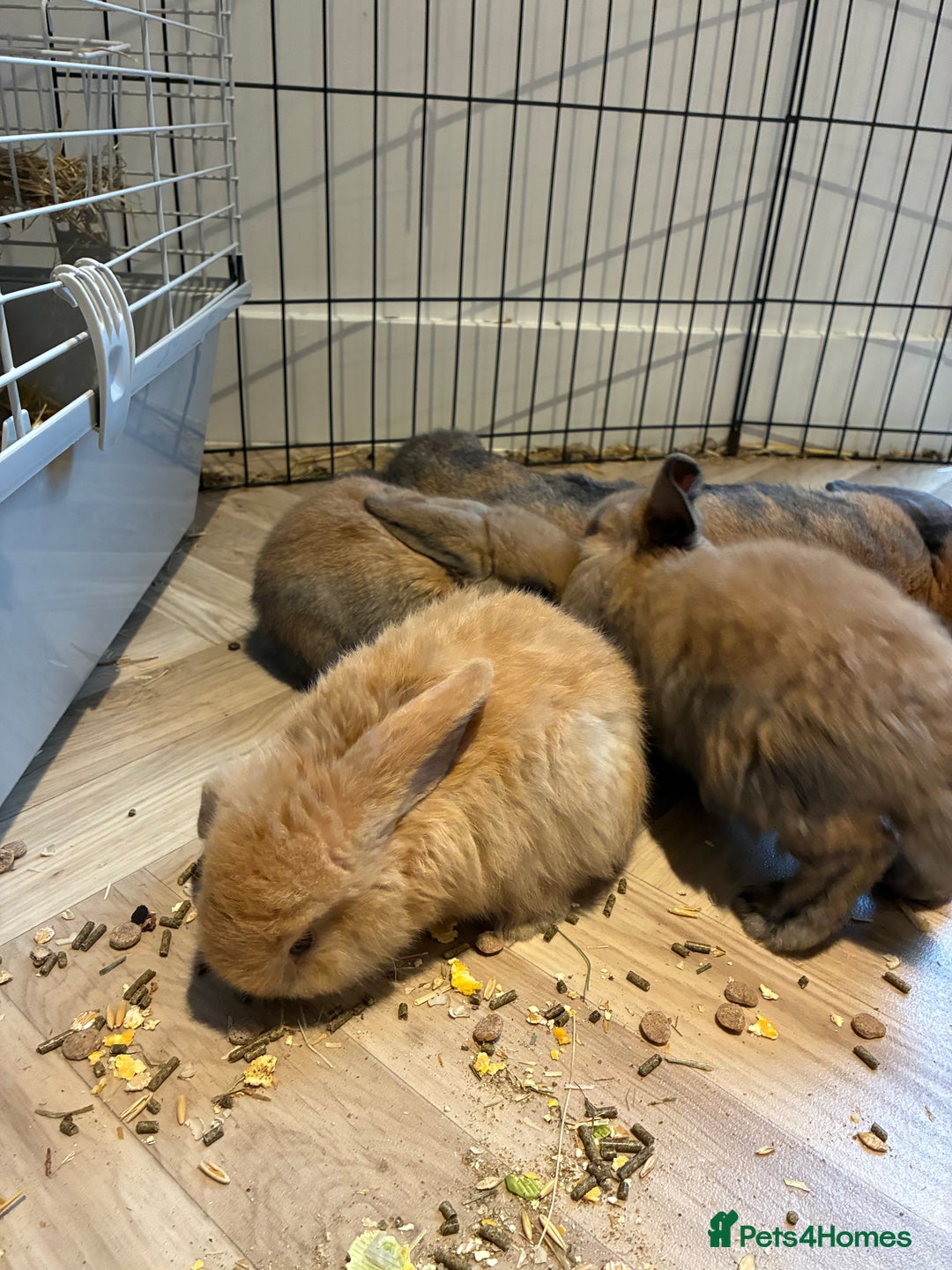 Mini Lop rabbits for sale: Mini lop bunnies looking for forever homes  - Advert 3
