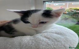 Domestic Shorthair cats for sale: 2 Male Kittens - Image 9