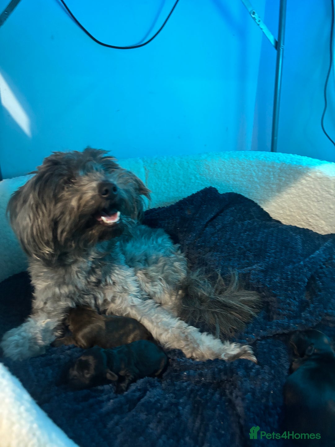 Mixed Breed dogs for sale: Last dog left - Advert 8