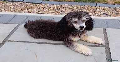 Toy Poodle dogs - Advert 8