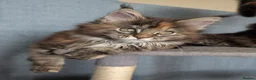 Maine Coon cats for sale: Three beautiful female Maine coons  - Advert 4