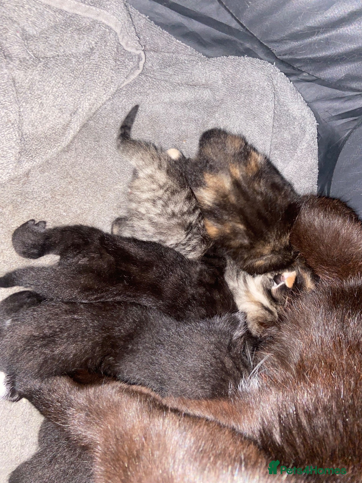 Mixed Breed cats 6 Adorable Kittens - Advert 1