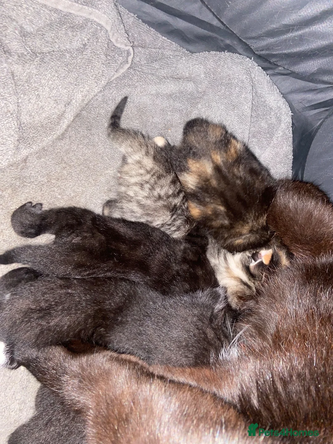 Mixed Breed cats for sale: 6 Adorable Kittens - Advert 2