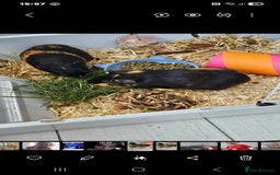 Guinea Pig rodents for sale: 2 male guinea pigs  - Image 2