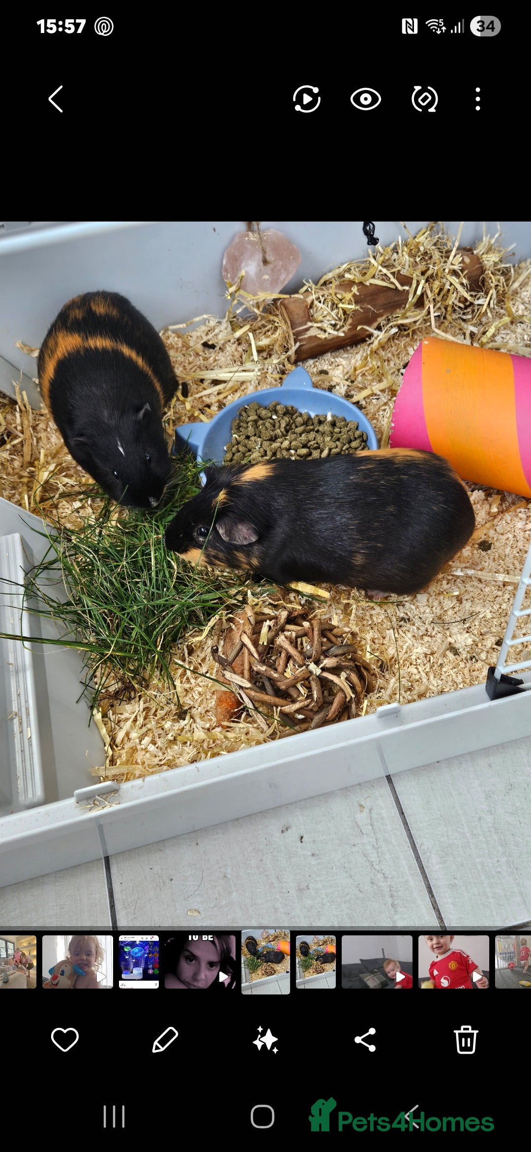 Guinea Pig rodents for sale: 2 male guinea pigs  - Image 2