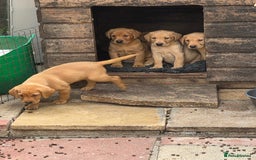 Labrador Retriever dogs for sale: Kc reg  yellow lab puppies 🐶  - Image 12