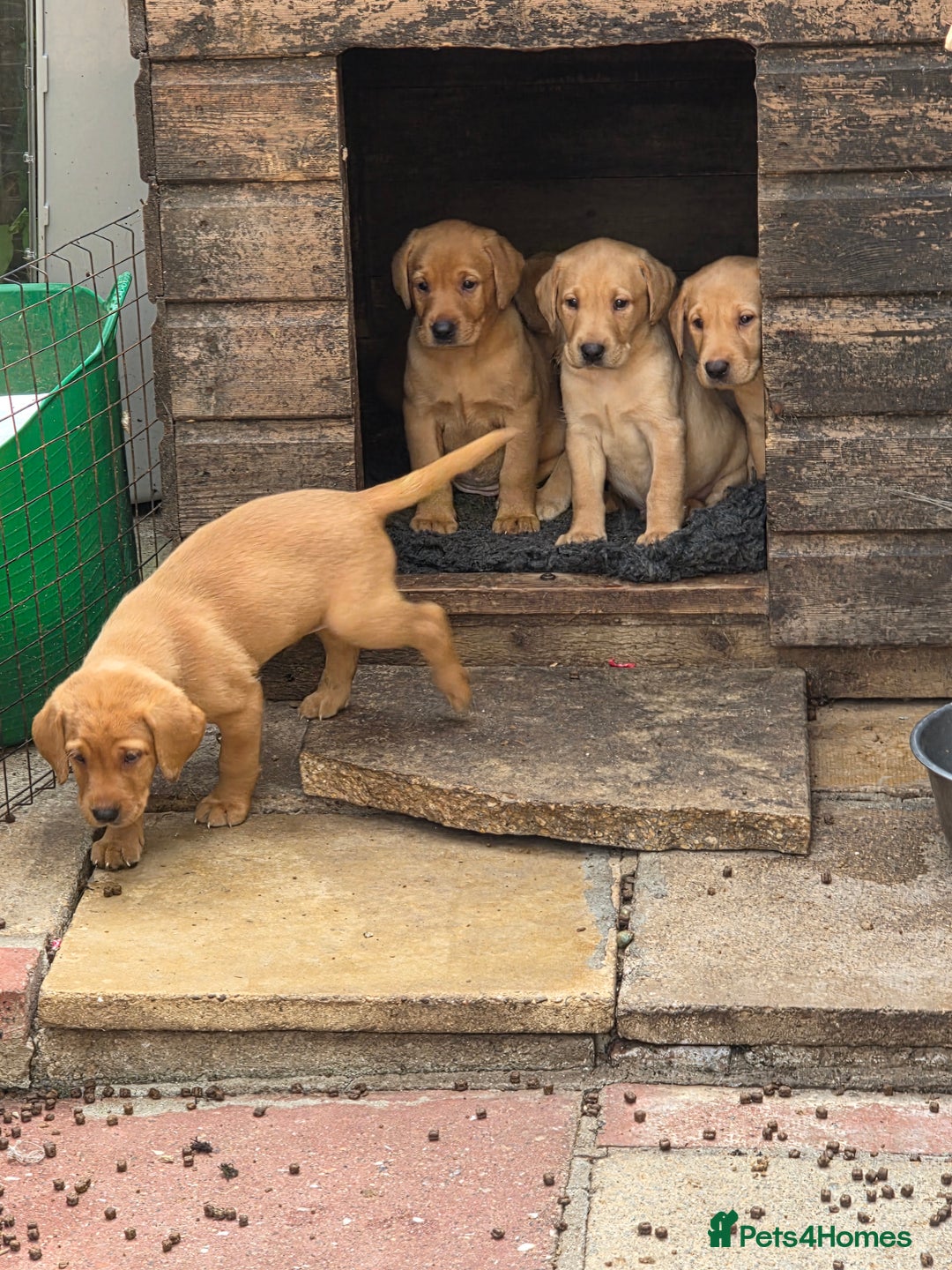 Labrador Retriever dogs for sale: Kc reg  yellow lab puppies 🐶  - Image 12