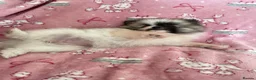 Pomeranian dogs for sale: KC reg Beautiful Teddy bear Pomeranian girls - Advert 8