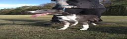 Whippet dogs for stud: KC registed whippet stud - Advert 7