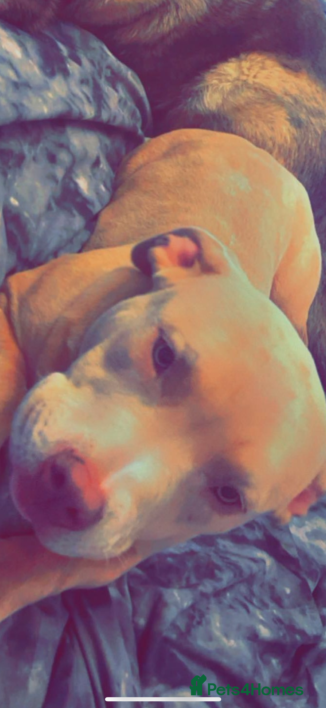 Miniature Bull terrier dogs for sale: Female pocket bully 1 years old  - Image 5