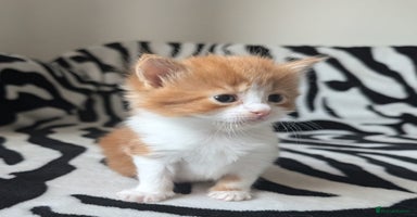 Mixed Breed cats - Advert 3