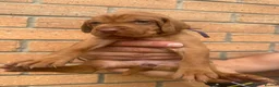 Hungarian Vizsla dogs for sale: EXCEPTIONAL HUNGARIAN VIZSLA PUPPIES in Sleaford - Advert 6