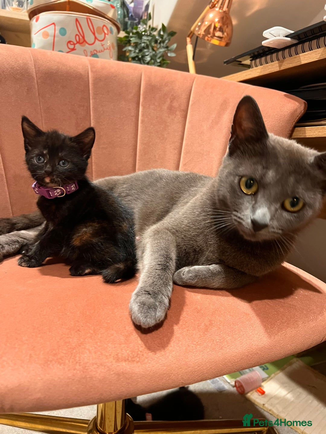 Domestic Shorthair cats for sale: Adorable Tortoiseshell Kittens - Image 23
