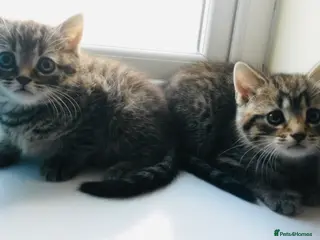 Mixed Breed cats Beautiful Bengal Ragdoll kittens ready to go now - Advert 2